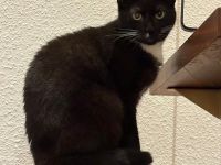 Zwei EKH Katzen + Zubehör