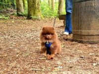 Pomeranian mit Ahnentafel in Lilac, Blue und Choco Tan