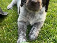 Reinrassige Deutsch Langhaar Welpen