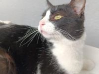 Brocoli, FelV positiv, Einzelprinz