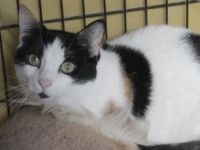 Rasputina, Einzelprinzessin