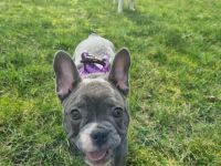 Reinrassig Französische Bulldogge