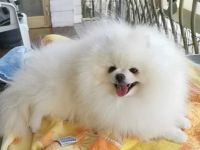 Süßer Welpe zu verkaufen