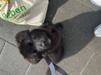 Labrador Mischling Kira