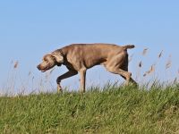 VDH Weimaraner Kurzhaar kastriert Naturbursche gesund und Top Fit