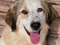 Soave und Moelleux, geb. ca. 12/2023, lebt in GRIECHENLAND, im städt. Tierheim Serres