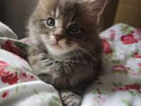 Typvolle Maine Coon Kitten mit Stammbaum