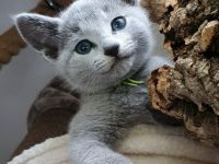 Erstklassige und total Menschenbezogene Katzenkinder, mit Stammbaum.