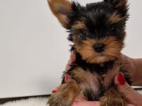 Yorkshire Terrier