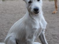 Chanel, sportliche Junghündin, wurde ausgesetzt, 1 Jahr alt, 48 cm groß, kastriert