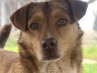 Schnuffel, geb. ca. 04/2020, lebt in GRIECHENLAND, auf einer privaten Pflegestelle