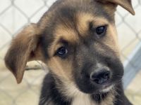 Orfeas und Fedra, geb. ca. 01/2024, lebt in GRIECHENLAND, im städt. Tierheim Serres