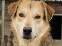 Leo, geb. ca. 12/2023, lebt in GRIECHENLAND, im städt. Tierheim Serres