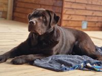 Brauner Labrador Deckrüde (LCD Papiere) kein Verkauf