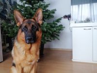 Deutscher Schäferhund (Stockhaarig)