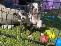 Gesunde, lebenslustige Boston Terrier-Welpen