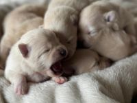 Pomeranian/ Zwergspitz Welpen