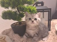 Reinrassige BKH Kitten