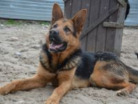 Schenkst du LOLEK ein neues Leben?