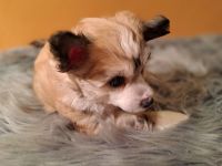 Chinese Crested Dog - Powderpuff männlich