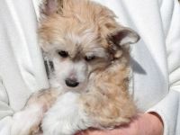 Chinese Crested Dog - Powderpuff männlich