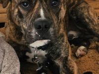 Old english bulldog Mischling