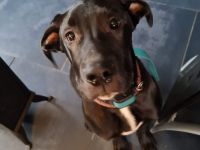 Dogge sucht zu hause