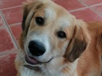 Idis, geb. 12/2023, GRIECHENLAND, auf einem Gelände, auf dem die Hunde notdürftig versorgt werden