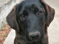 Haja, geb. 12/2023, GRIECHENLAND, auf einem Gelände, auf dem die Hunde notdürftig versorgt werden