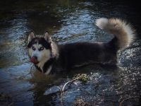 Deckrüde Sibirischer Husky