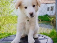 Border Collie Welpen