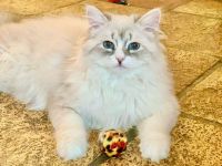 Sibirische Waldkatze Katze Neva Masquerade Blaue Augen Stammbaum