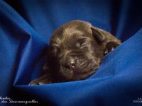 Labrador Welpen mit Ahnentafel