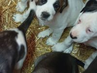 Boxer Mischlings Welpen