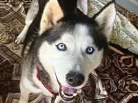 Ragnar - freundlich, aktiv