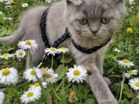 BKH baby katze kitten