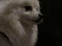 Zuckersüße Pomeranian-Hündin sucht liebevolles Zuhause!