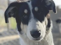 Vivia, geb. ca. 03/2023, lebt in GRIECHENLAND, im städt. Tierheim Serres