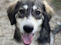 Halli, geb. ca. 03/2023, lebt in GRIECHENLAND, im städt. Tierheim Serres