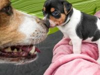 Dansk Svensk Gardhund