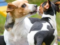 Dansk Svensk Gardhund