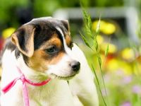 Dansk Svensk Gardhund