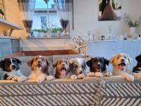 Australian Shepherd Welpen