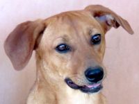 Finley; Hound-Mischling (zur Pflege in 59423 Unna)