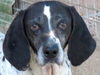 Fonzy, männlicher Pointer-Mix