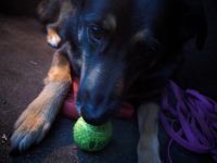 Berner Sennen - Schäferhund Mix abzugeben