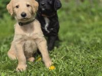 Doodle Welpen suchen ein liebevolles Zuhause