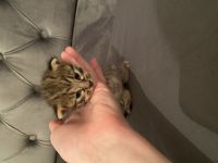 Savannahkatzen/ Katzenbaby