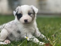 Australien Shepard Welpen