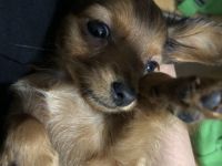 Russkij Toy Welpe abzugeben